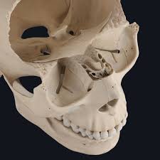 The nasal articulates with four bones: Sneak Peek From Our Head Neck Update The Ethmoid Bone Complete Anatomy
