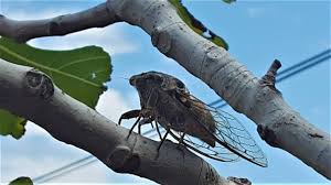 Ach komm, das ist doch so 19. Zikaden Gerausche Extrem Cicada Sound Extreme Naturgerausche Ohne Musik Youtube
