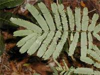 Image result for Acacia pentagona
