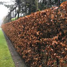 Hainbuche Oder Buche Hecke Pflanzen Heckenpflanzen Hecke