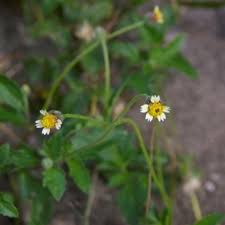Image result for Tridax