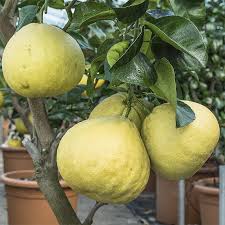 A variety of pomelo types in vietnam can be listed as: Pomelo Description Of The Fruit Health Benefits And Harms
