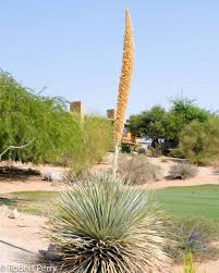 Image result for Sphaeranthus chandleri