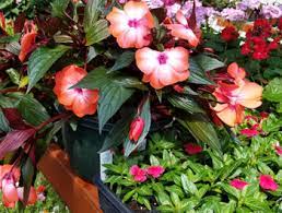 Find perennial flowers, seeds & plants in a variety of colors, textures, forms, and fragrances available at affordable prices from burpee. Greenhouse Lottsburg Va Allison S Ace Hardware