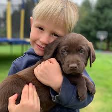 Maybe you would like to learn more about one of these? Northwest Classic Labrador Retrievers Home Facebook