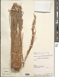 Image result for Loudetia simplex