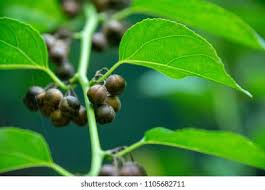 Image result for Colubrina asiatica