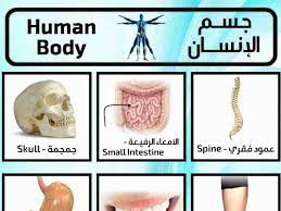 تعلم اسماء اعضاء جسم الإنسان باللغة الانجليزية وبالصور صورة ١ gallery wall small intestine body