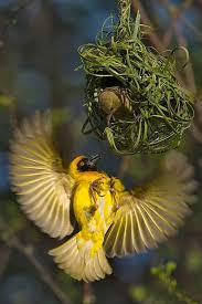 Southern Masked Weaver Beautiful Birds Pretty Birds Colorful Birds