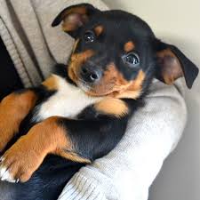 Growth modification devices can help better position the jaw (used in braces in adults will only move the teeth to correct the overbite and will possibly require the removal of teeth. Puppy With Extreme Overbite Gets Outpouring Of Love Helen Woodward Animal Center