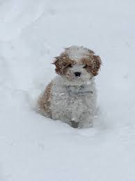 Browse thru our id verified puppy for sale listings to find your perfect puppy in your area. Cavapoo Puppies For Sale Poodles 2 Doodles Iowa Cavapoo Breeder