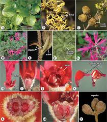 Image result for Hamamelidaceae