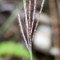 Image result for Bothriochloa radicans