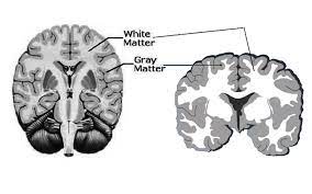 Grey matter synonyms, grey matter pronunciation, grey matter translation, english dictionary definition of grey matter. Neuroanatomy Gray Matter Article