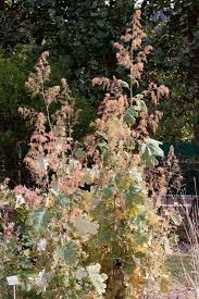 Image result for Macleaya