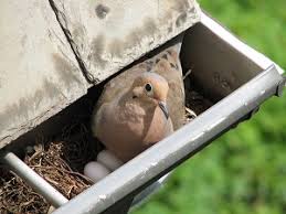 Get A Bird Nesting Deterrent Call Swat Services In Marietta