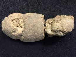 Fossil feces tell ancient human cultures apart | Science | AAAS