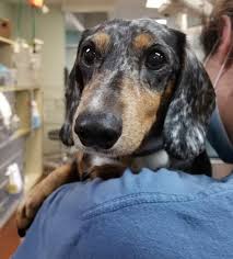Maybe you would like to learn more about one of these? All Texas Dachshund Rescue Atdr Rescuing Dachshunds In Austin Dallas Ft Worth Houston San Antonio Beyond