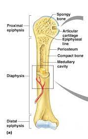 Bones are the primary structure of vertebrate skeleton system which provides shape to the body and (1) compact bone: Print Exercise 9 Overview Of The Skeleton Classification And Structure Of Bones And Cartila Structure Of Bone Human Anatomy And Physiology Human Body Systems