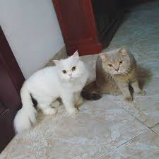 mimi and milky catarecool cat catsofinstagram catstagram cats of instagram catlover catsoftheday catoftheworld cutepetclub cutecat petst resim