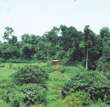 Image result for Pouteria altissima