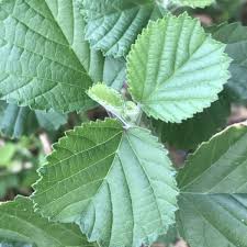 Image result for Sida chrysantha