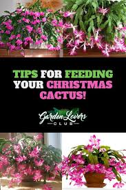Shop for christmas cactus art from the world's greatest living artists. 60 Christmas Cactus Ideas Christmas Cactus Cactus Plants
