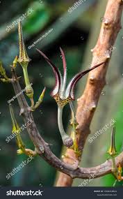 Image result for Ceropegia filipendula