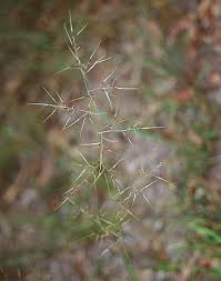 Image result for Aristida transvaalensis