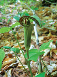 Species of plant arisaema triphyllum arisaema triphyllum blooming in. Arisaema Triphyllum Jack In The Pulpit Gateway Garden Center