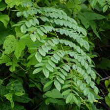 Image result for Guilandina bonduc