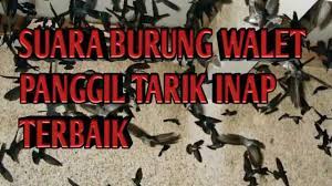 Suara Burung Walet Panggil Tarik Inap Terbaik Youtube