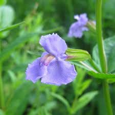 Image result for Monocymbium