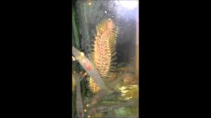 Dm for credit or removal. Chloeia Flava Ulat Bulu Laut Youtube