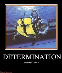 Determination Funny Motivational Animals Jpg 491 583 Funny Motivational Pictures Funny Picture Quotes Funny Positive Quotes