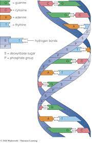 Maybe you would like to learn more about one of these? Complementary Base Pairs Purine Pyrimidinepairs Sugar Phosphate Backbone 2 Dna Strands Wound Around One Another To Dna Activities Hydrogen Bond Dna Project