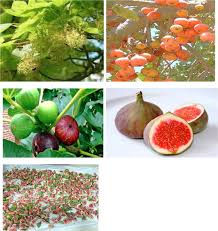 Image result for Ficus sycomorus