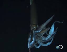 Maybe you would like to learn more about one of these? Giant Squid The Most Extreme Wiki Fandom