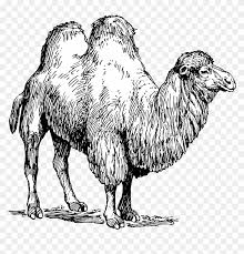 200 pieces of funny animal pictures. Camel Transparent Bactrian Camel Clipart Hd Png Download 2907x2860 33475 Pngfind
