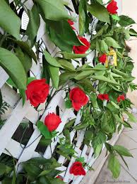 Maybe you would like to learn more about one of these? Make An Easy Colorful Fence With Dollar Store Flowers The Boondocks Blog