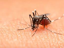 Control methodsbiological pest control.cultural control.trap cropping.pesticides.physical pest. Health Care Tips In Marathi If You Want To Stay Away From This Deadly Disease In Winter Then Don T Give Up This Special Food Which Foods You Should Eat To Avoid