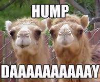Wednesday is the middle of the work, over the hump towards the weekend week. Hump Day Camel Pictures Photos Images And Pics For Facebook Tumblr Pinterest And Twitter