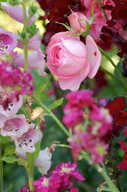 Guy De Maupassant Romantica Rose Fleurs Fleur Jardin Belles Fleurs