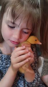 Where to find dressed chickens or kosher kings for growing out near Tampa?