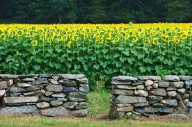 We did not find results for: Amount Of Material Required To Build A Stone Wall
