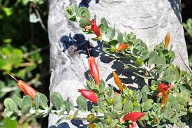 Image result for Landolphia glabra