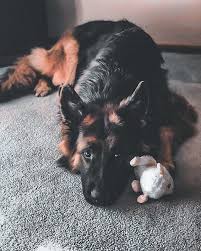 Dog In 2020 German Shepherd Pictures Humane Society Dogs Dogs