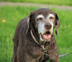 Senior Dog Health What To Expect At 13 To 15 Years