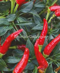 The sweet pepper is called peperone (plural peperoni) in italian. Peperoncino Maya Scala Scoville E Coltivazione