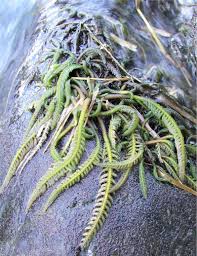 Image result for Hydrostachys polymorpha